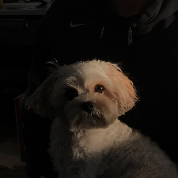 Meet your Posher, Anisa - Picture 1 of 1